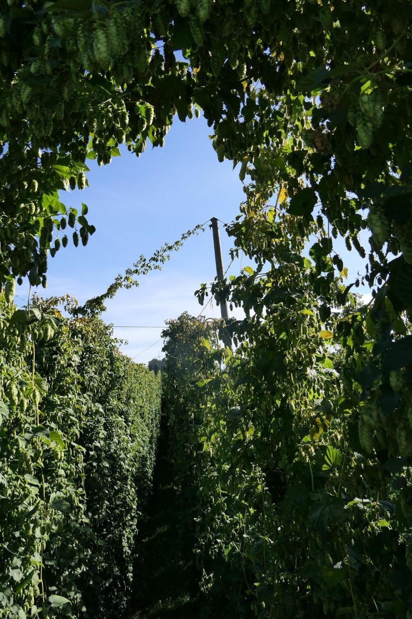Ferienhof Hopfgärtle Müller Bodnegg Exterior foto